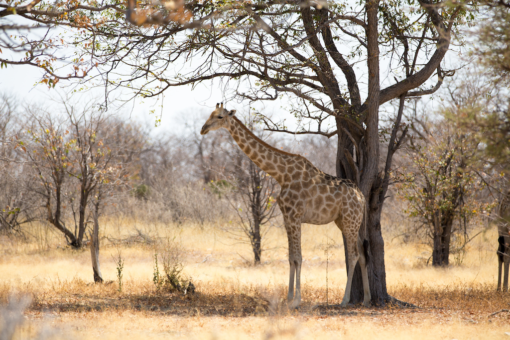 Etosha National Park, Namibia