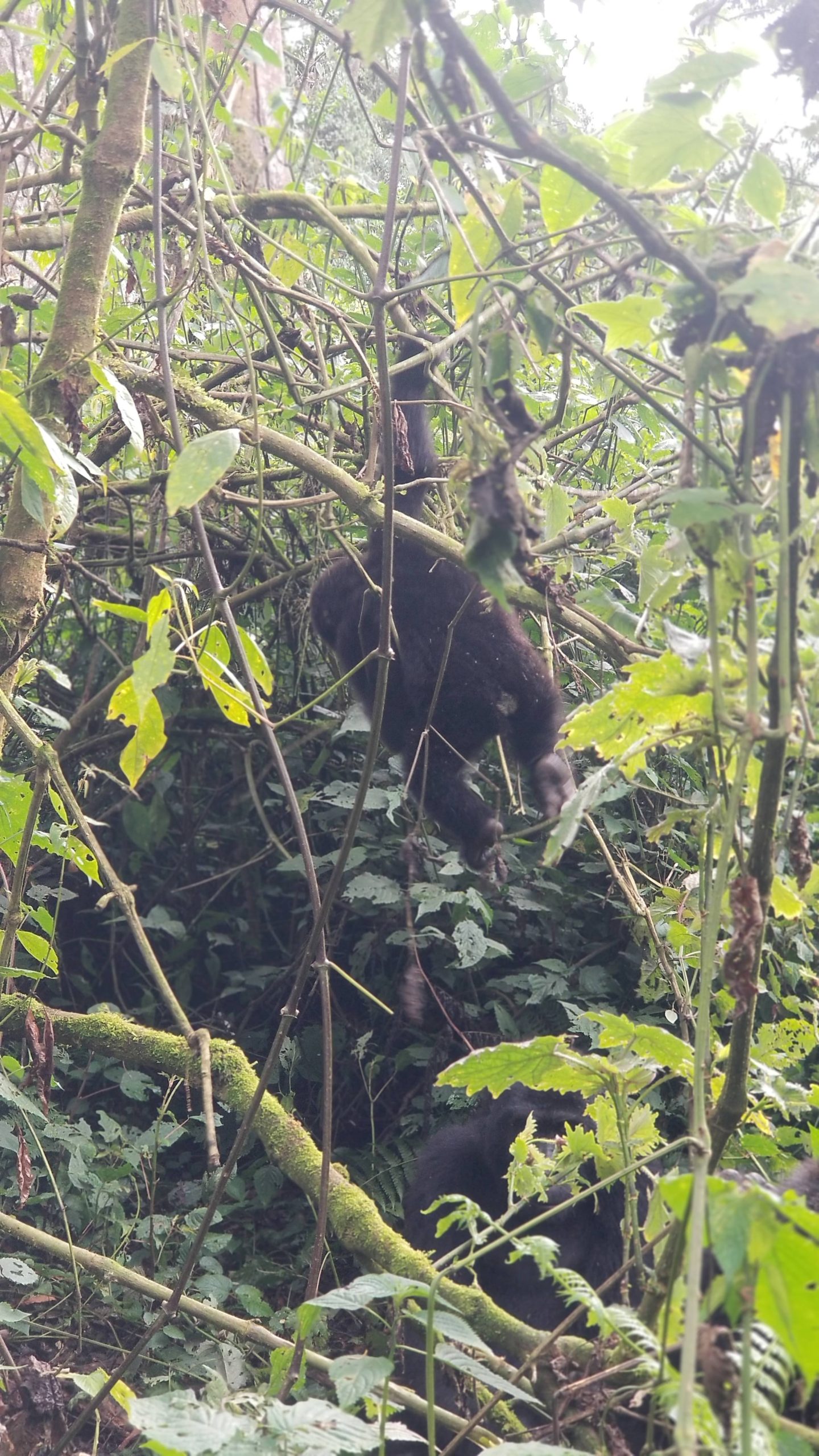 Gorilla baby- Agasaro Safaris
