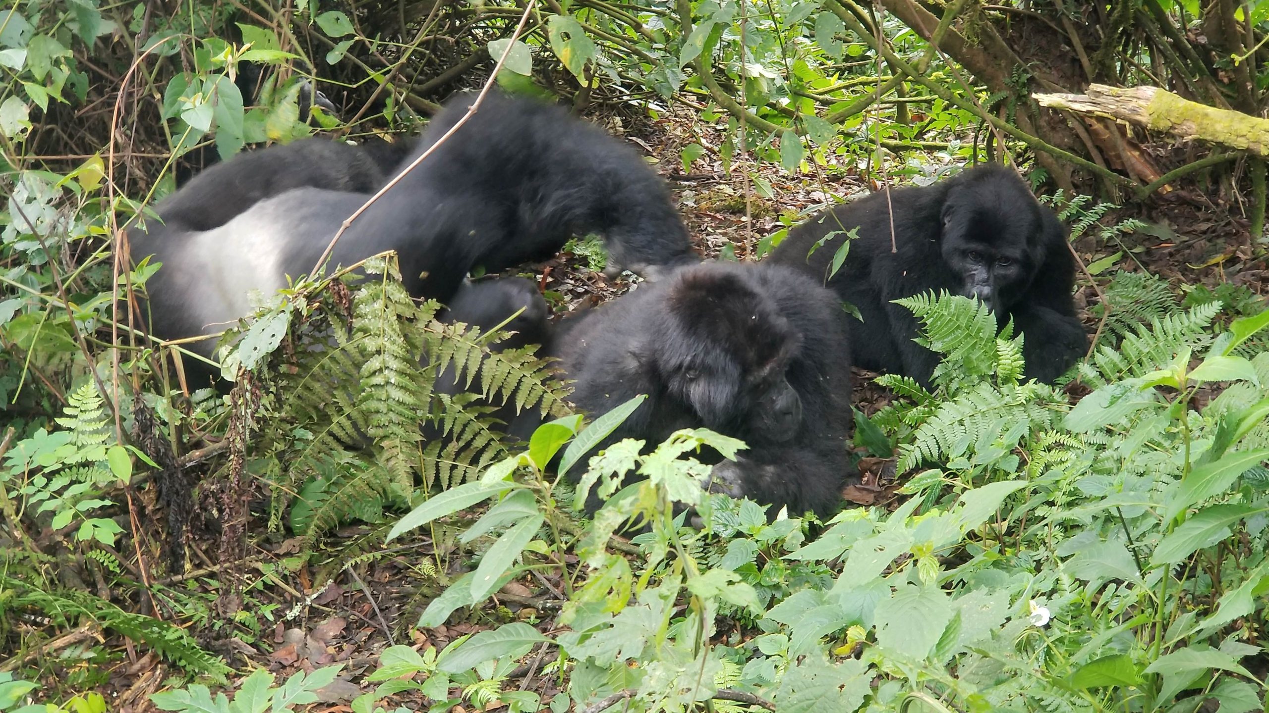 Gorilla trekking jungle adventure- Agasaro Safaris