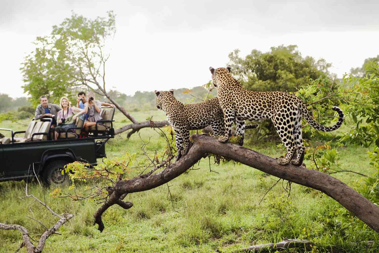National parks in southern Africa- Kruger National Park Leopards