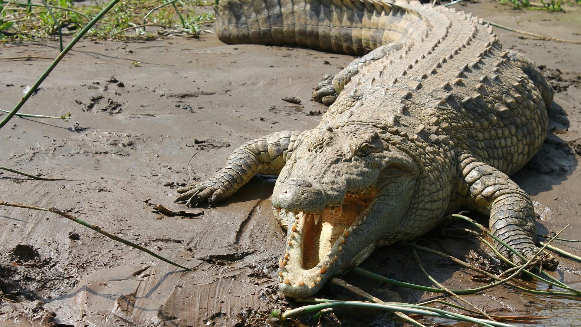 Nile -crocodile- Burundi