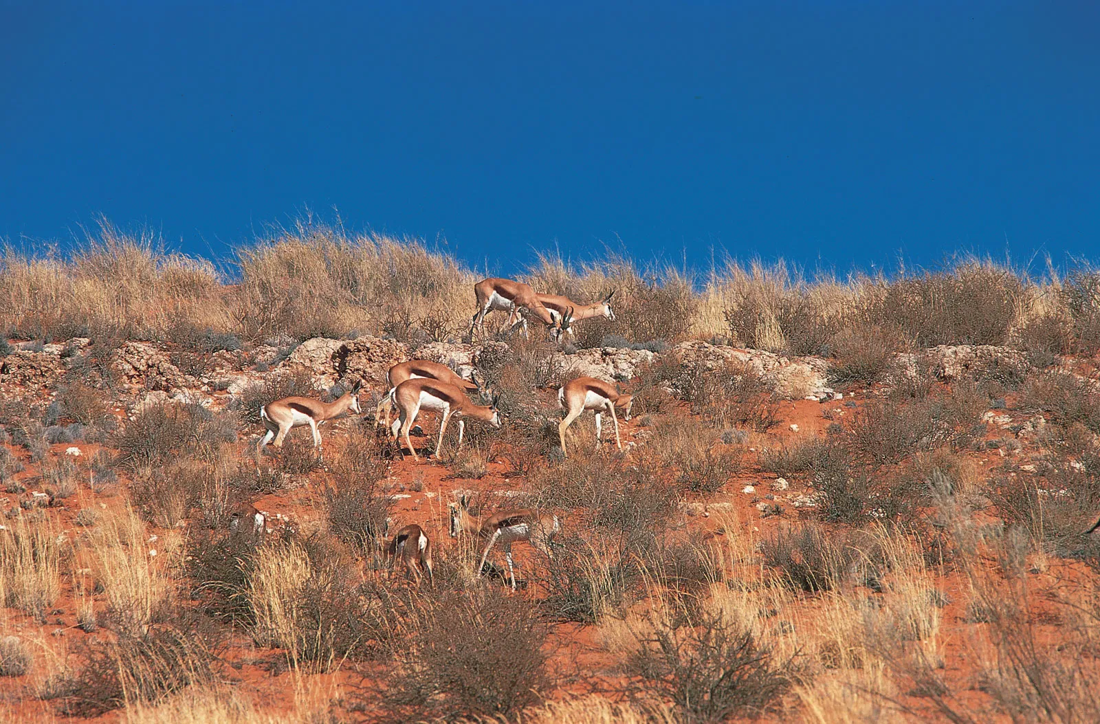 Kgalagadi Transfrontier Park, South Africa and Botswana