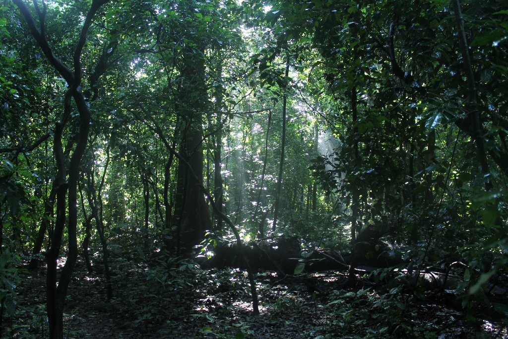 Budongo Forest Reserve