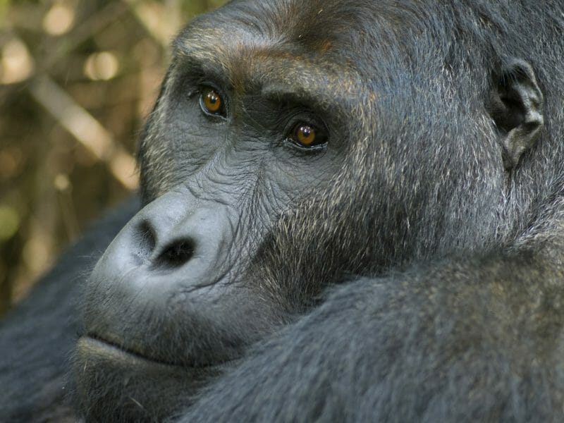 Eastern lowland grauer Silverback gorilla DRC in Virunga National Park