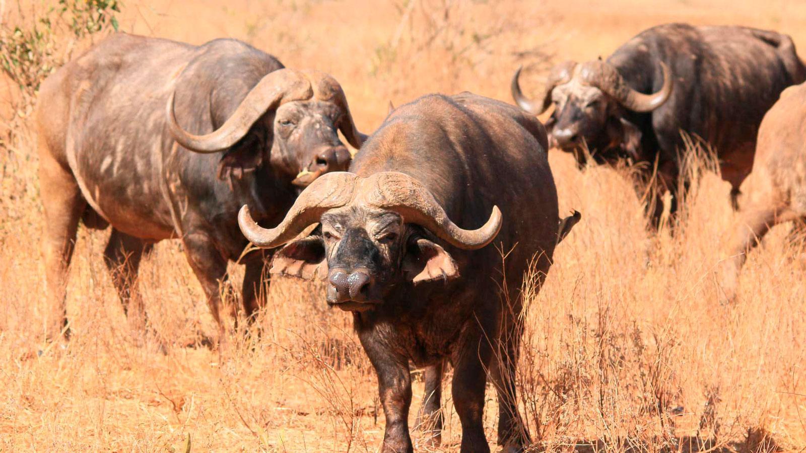 ruvubu-national-park-Buffalos