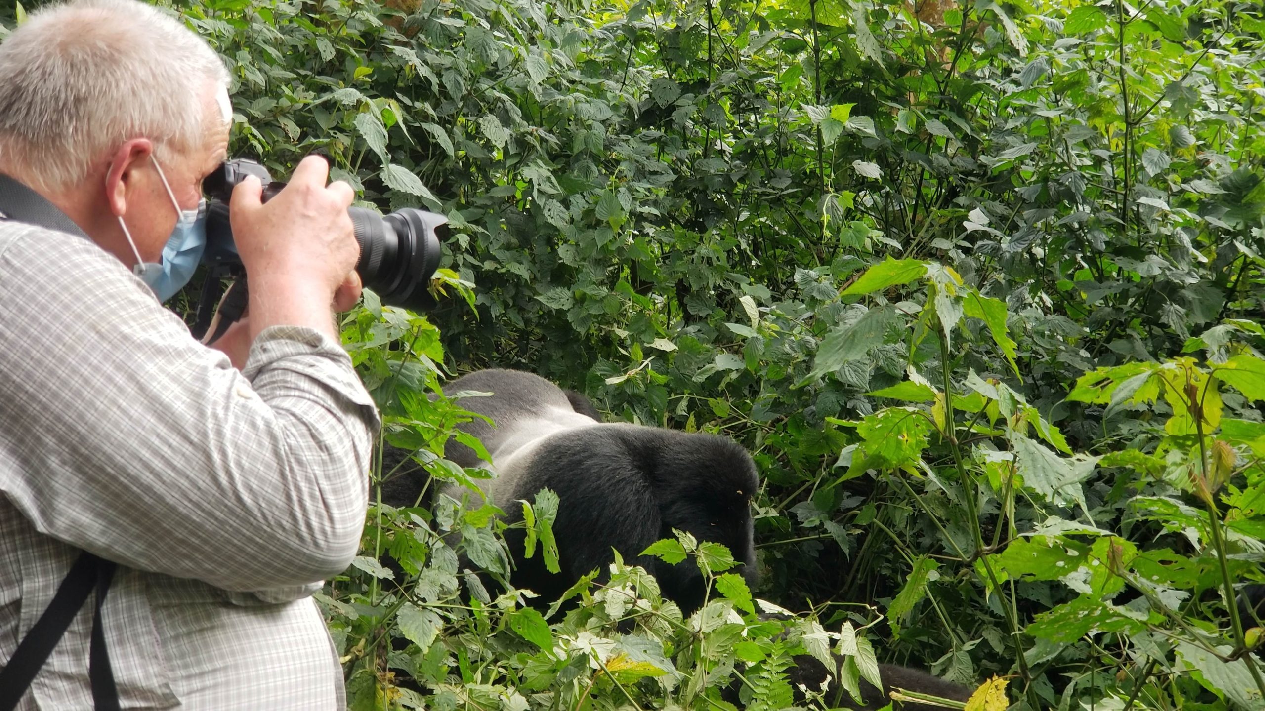 Bwindi vs Volcanoes National Park: Which Gorilla Trekking Is Better? - Agasaro Safari Clients meeting the Kanywani Group Silverback 