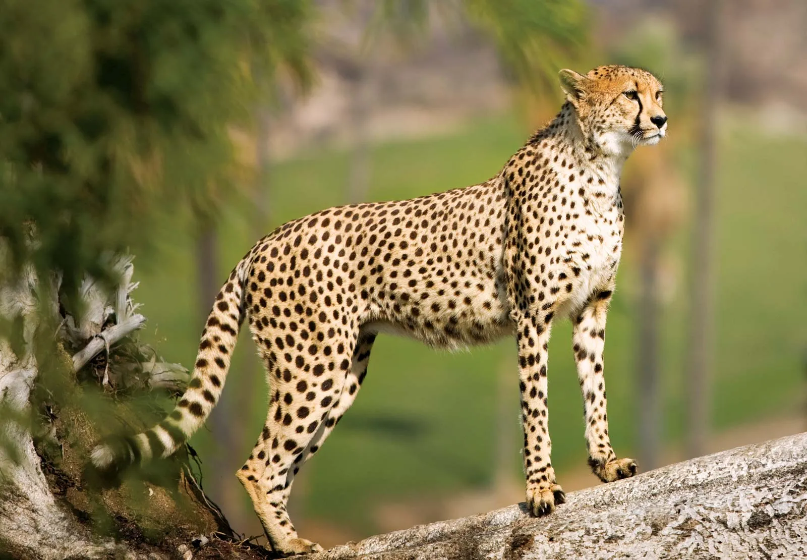 Top 5 Most Beautiful Animals: Cheetah on an African Safari