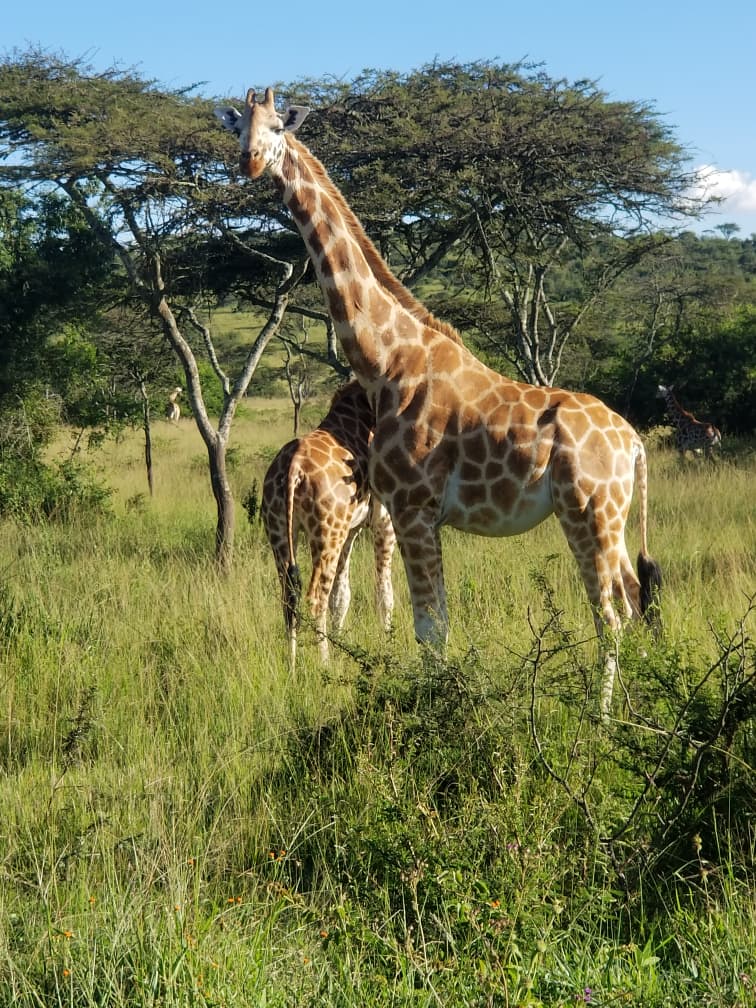 Top 5 most beautiful safari animals- Giraffe