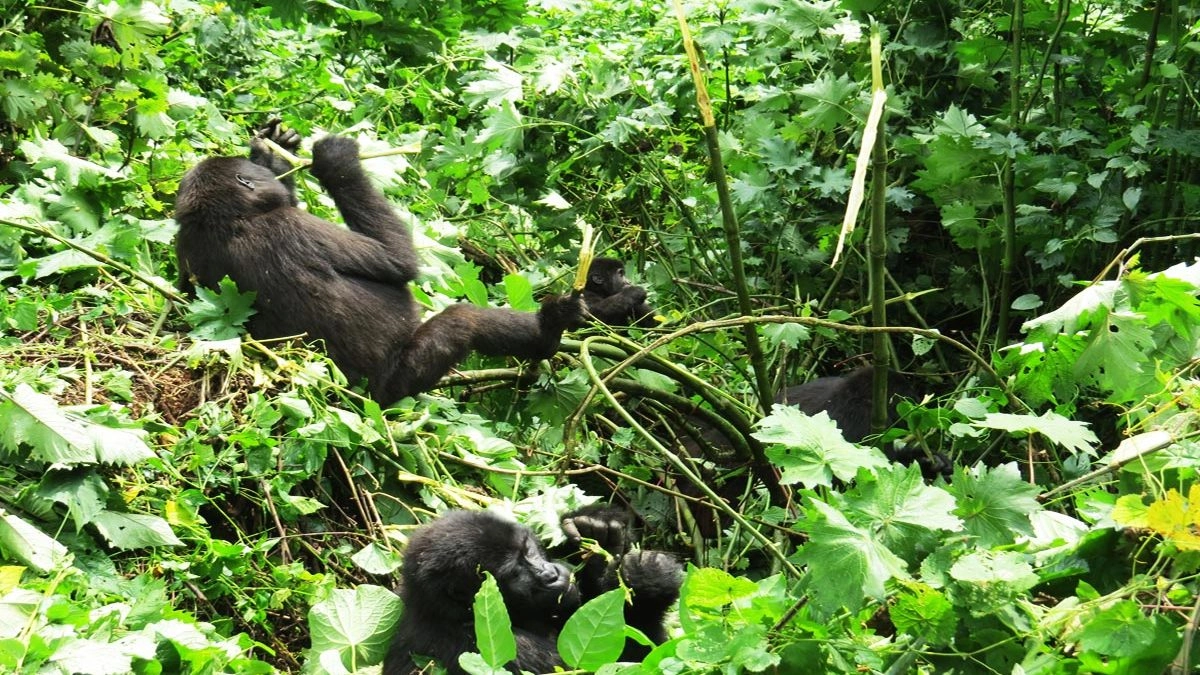 Luxury Gorilla Trekking Experience: Where It Truly Shines