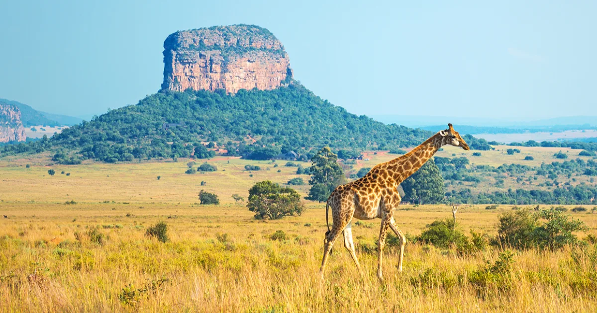 Best Things to Do in South Africa- Limpompo- Kruger National Park Giraffe