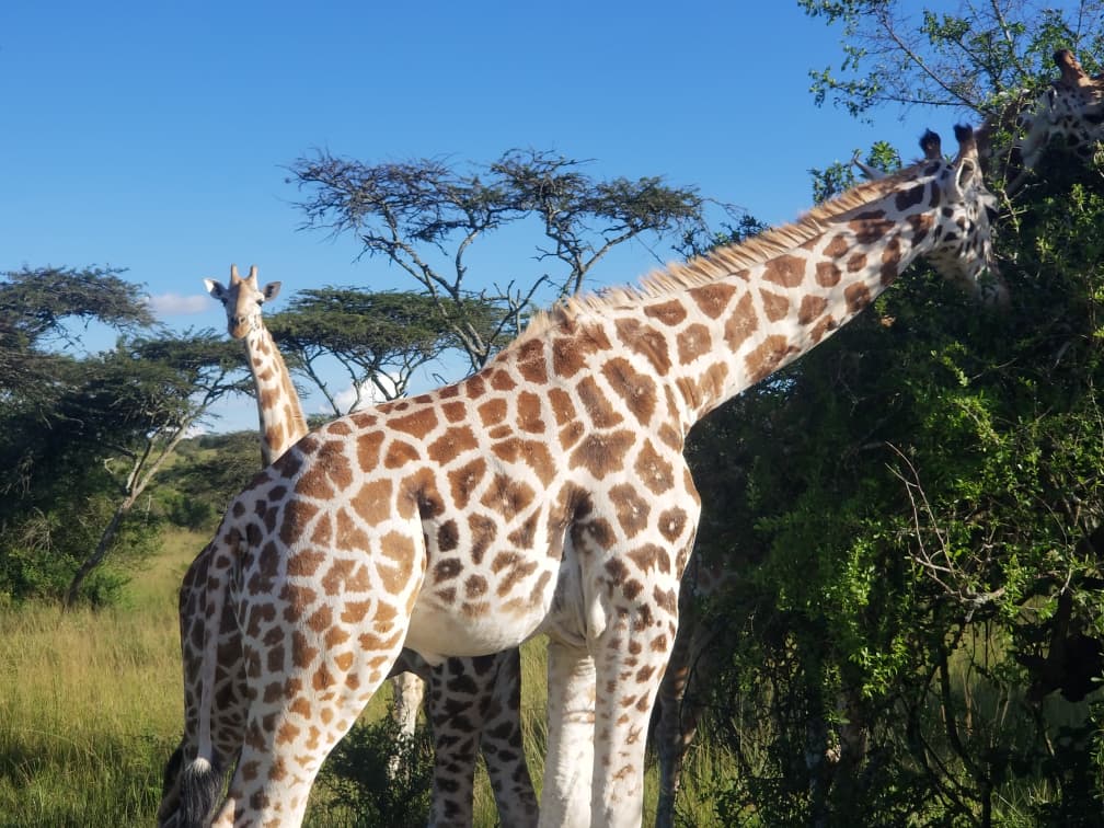 Giraffes in Lake Mburo National Park Uganda on a Safari by Agasaro Safaris