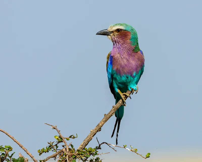 Lilac-Breasted Roller