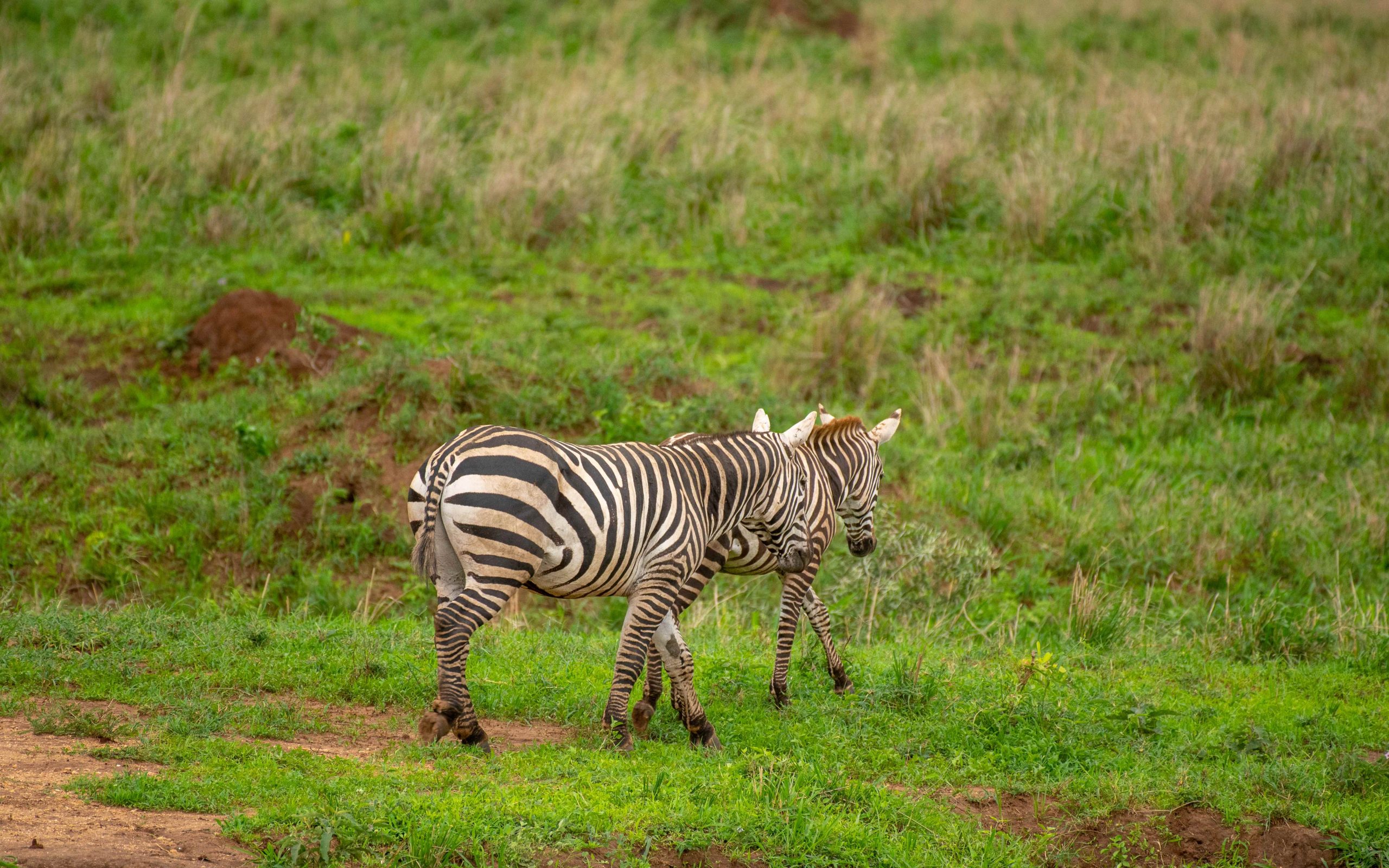 Zebras in Kidepo NP