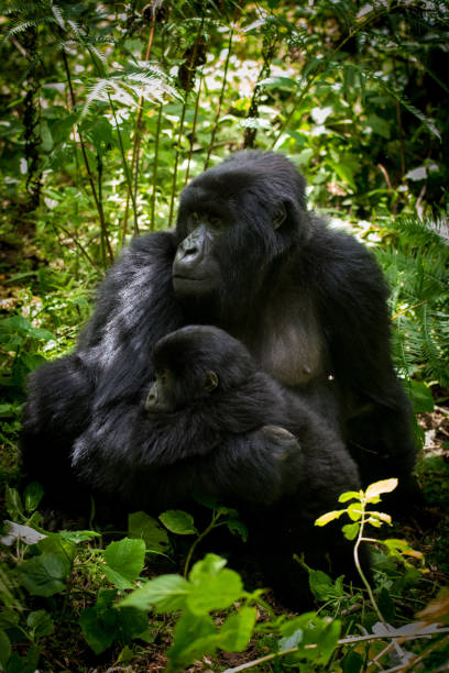 A female mountain gorilla with her infant in Volcanoes National Park in Rwanda