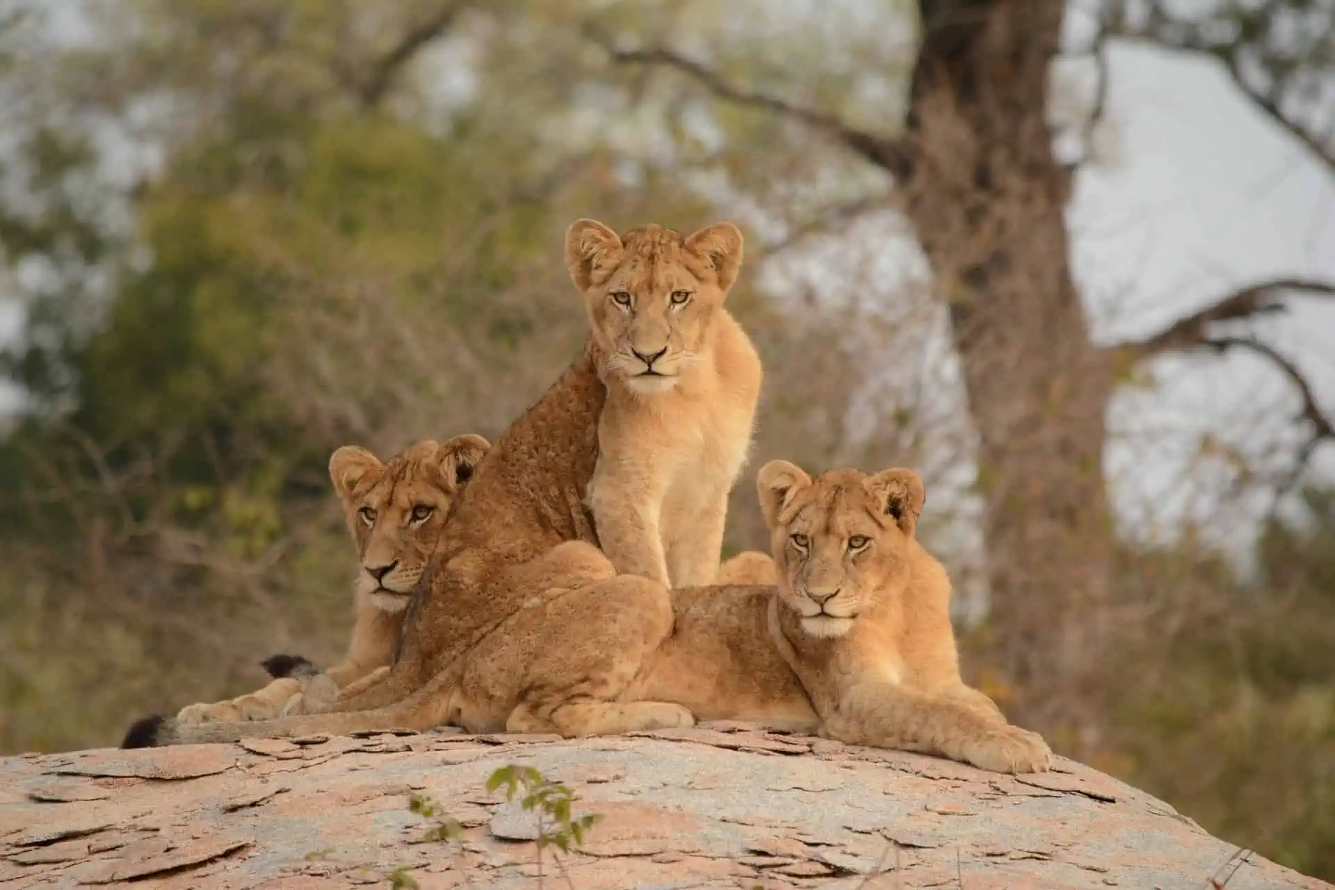 Go on a Big Five Safari in Kruger National Park