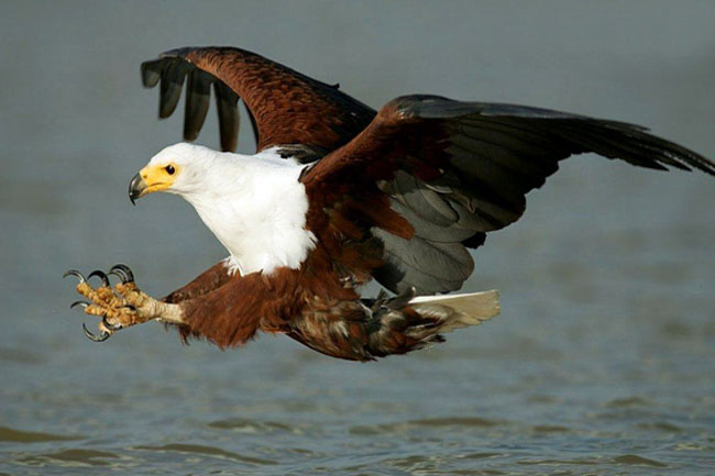 African Fish Eagle.
