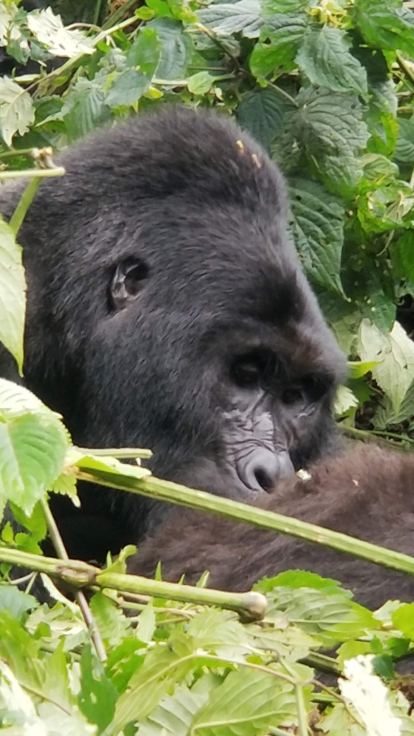 Mountain Gorilla in Buhoma Sector- Silverback Relaxing 