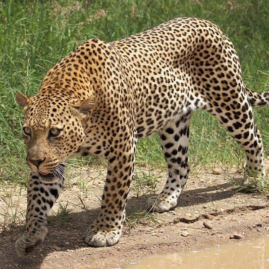 Leopard in Akagera National Park
