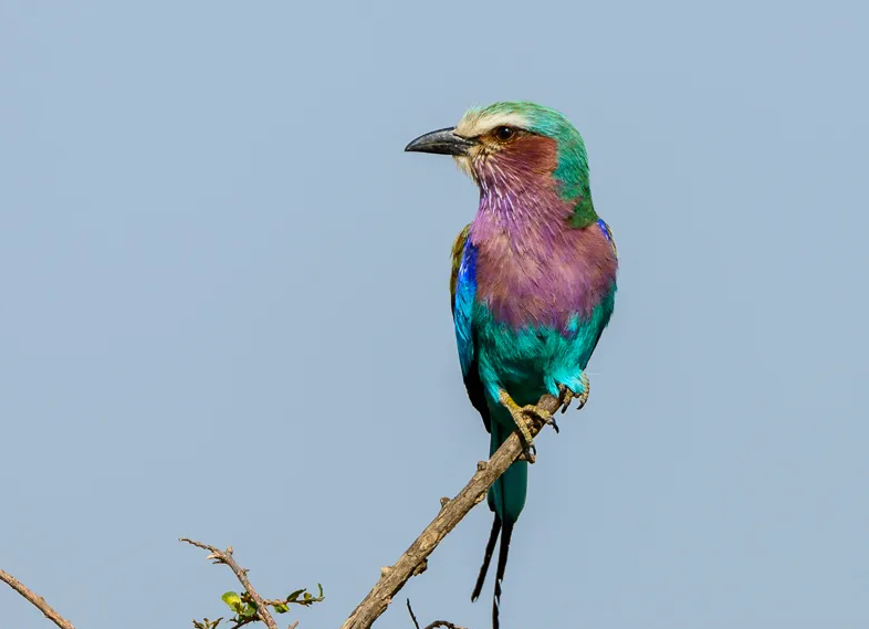 Lilac-breasted Roller- Rainbow bird 