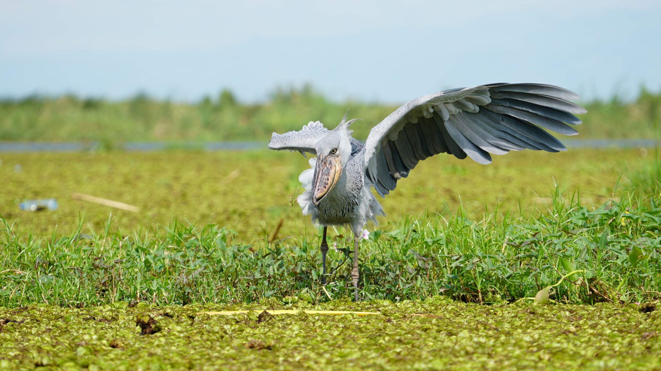 The Most Beautiful Birds in Africa: The rare Shoebill Stork found in  Uganda