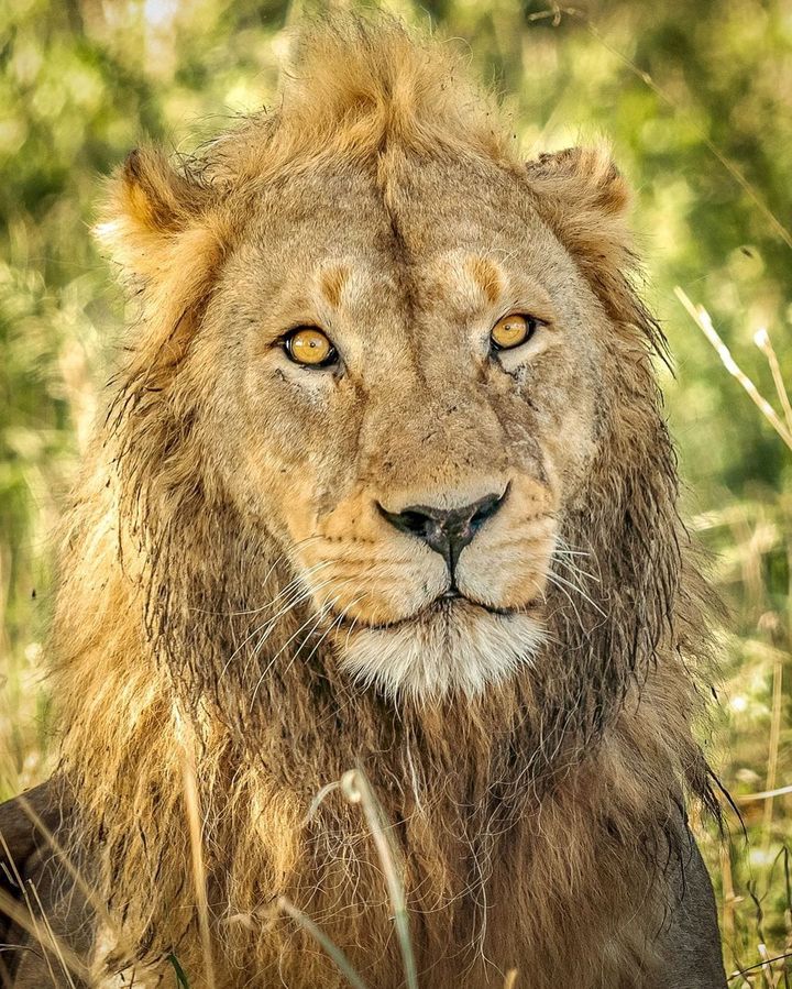 African Lion- top 5 Most beautiful animals on a Safari in Africa