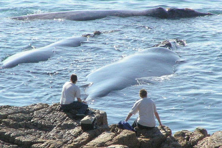Whale Watching in Hermanus